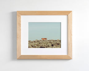 Turquoise Sky Cow