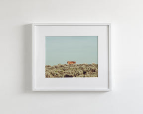 Turquoise Sky Cow