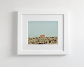 Turquoise Sky Cow