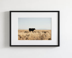 Golden Fields Cow