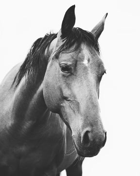 Modern Horse Portrait