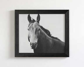 Vintage Style Horse Portrait