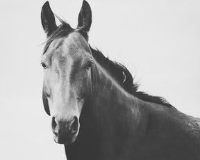 Vintage Style Horse Portrait