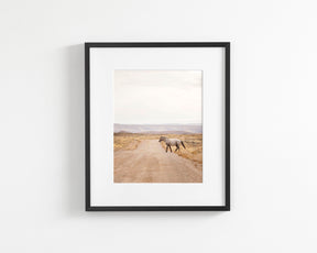 Desert Stallion, color