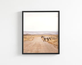 Desert Stallion, color