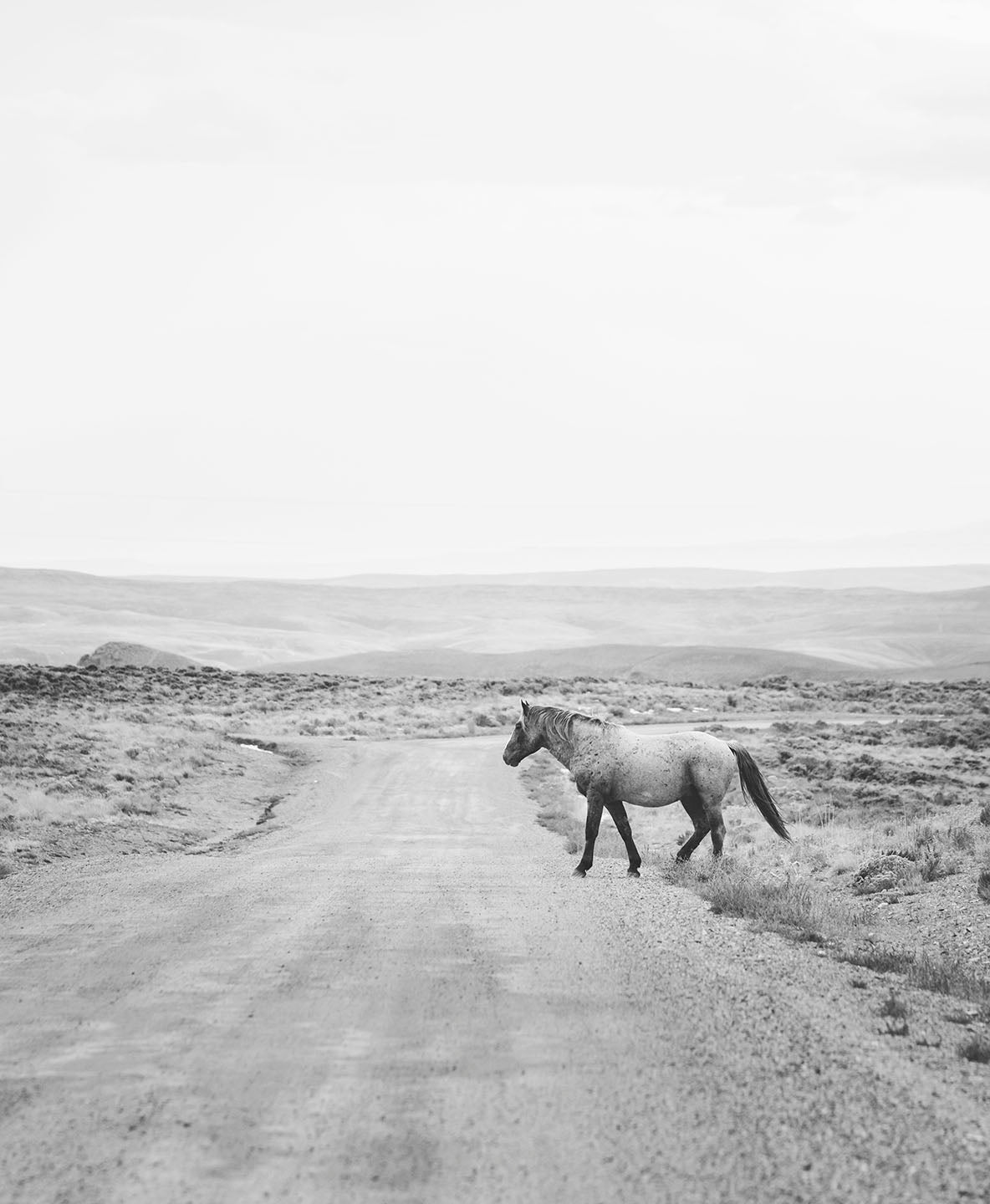 Wandering Stallion- Black and White