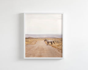 Desert Stallion, color