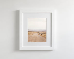 Desert Stallion, color
