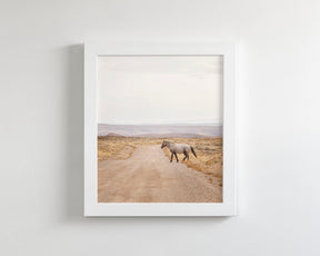 Desert Stallion, color