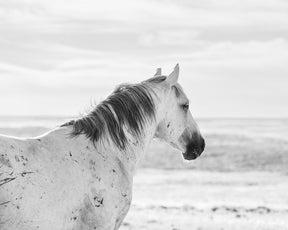 Watchful Stallion, Black and White