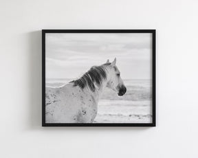 Watchful Stallion, Black and White