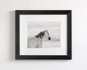 Watchful Stallion, Black and White