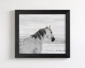Watchful Stallion, Black and White
