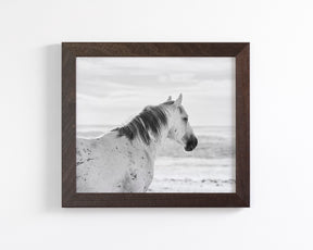 Watchful Stallion, Black and White