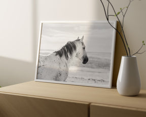 Watchful Stallion, Black and White
