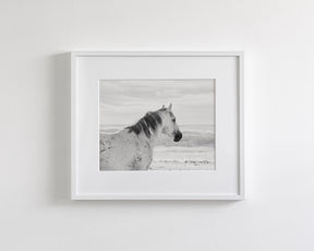Watchful Stallion, Black and White