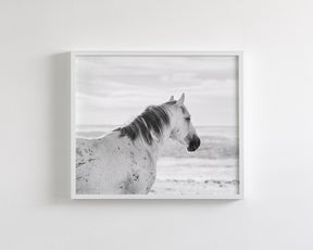 Watchful Stallion, Black and White
