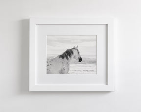 Watchful Stallion, Black and White