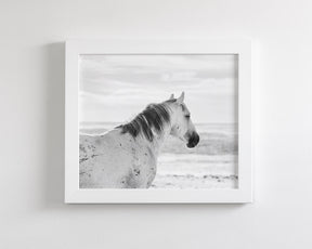 Watchful Stallion, Black and White