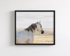 Watchful Stallion, Color
