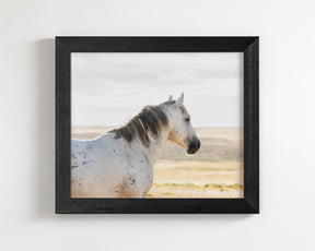 Watchful Stallion, Color