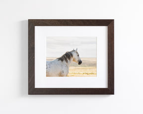 Watchful Stallion, Color