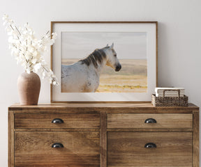 Watchful Stallion, Color