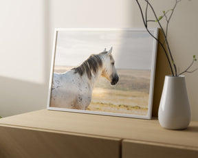 Watchful Stallion, Color