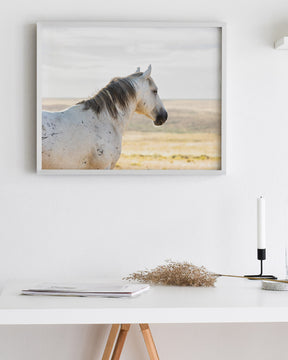 Watchful Stallion, Color