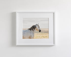 Watchful Stallion, Color