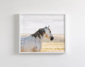 Watchful Stallion, Color