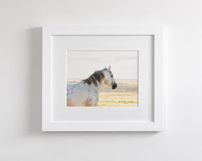 Watchful Stallion, Color