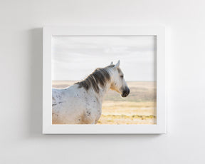 Watchful Stallion, Color