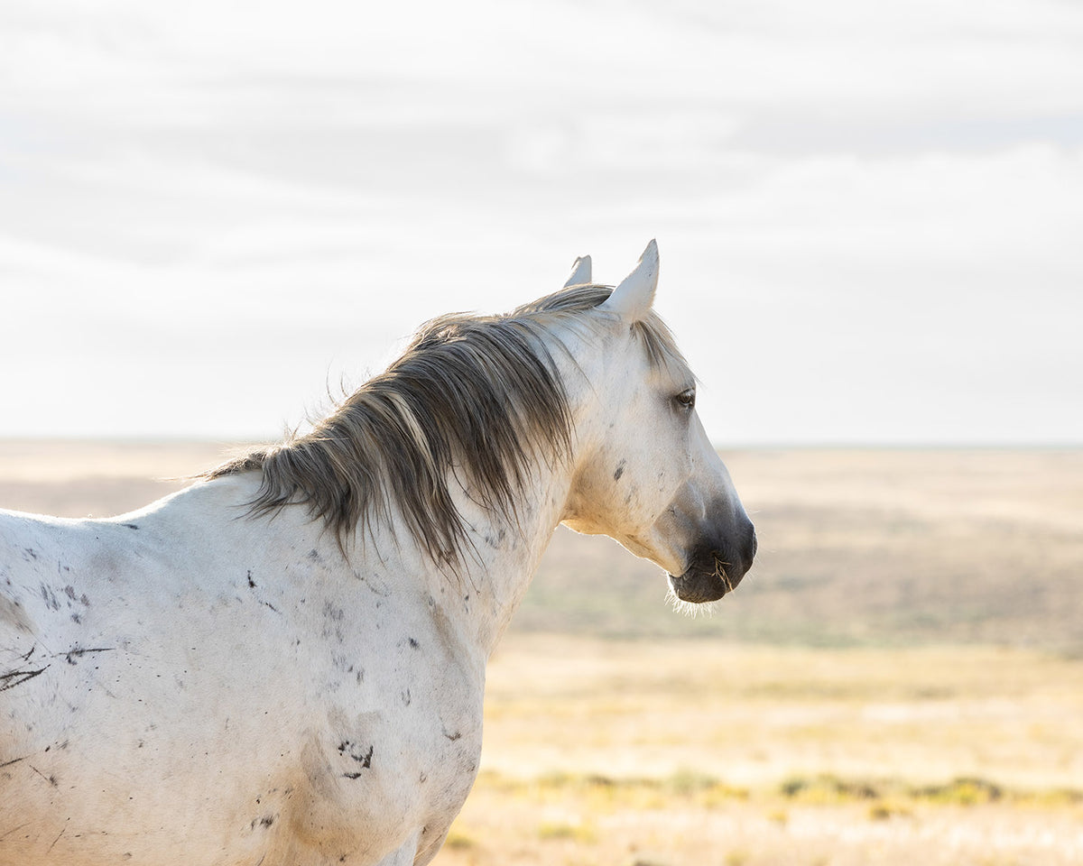 Watchful Stallion, Color