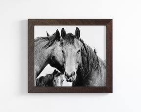Strong Western Horses