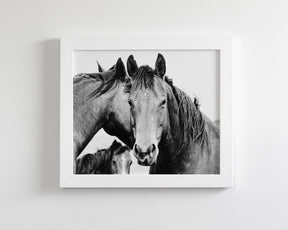 Strong Western Horses