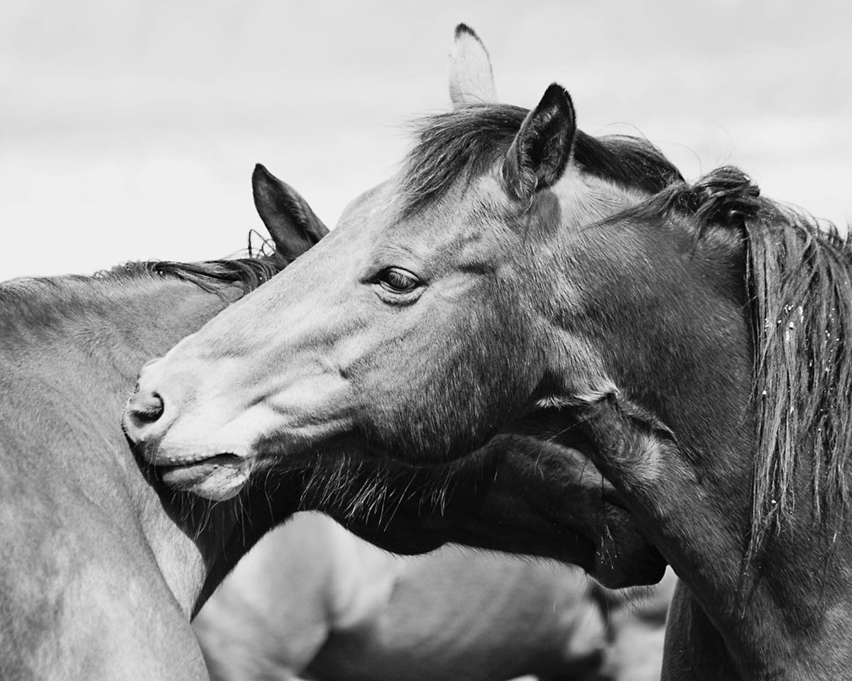 Western Horses