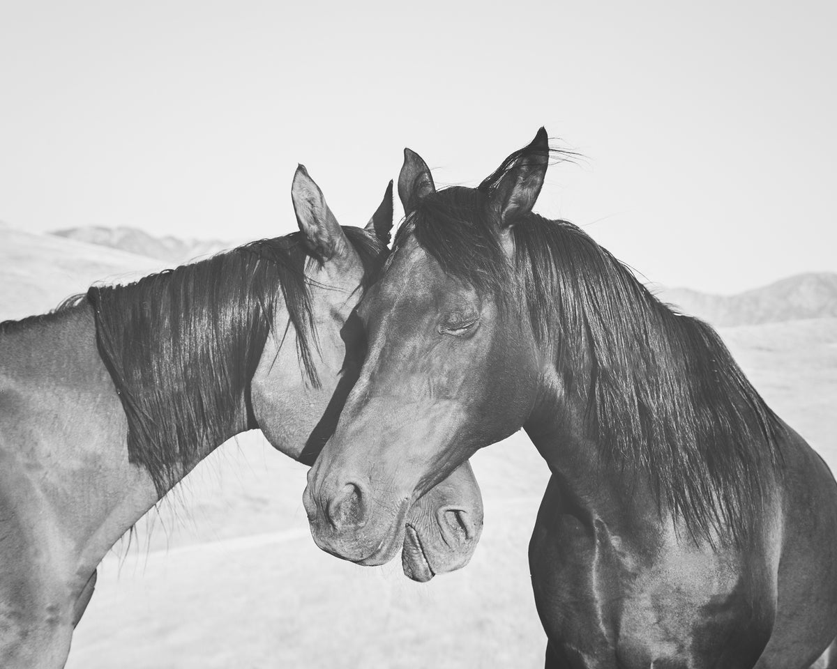 Horse Love