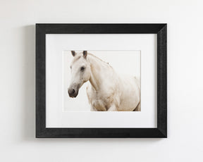 White Horse Photo