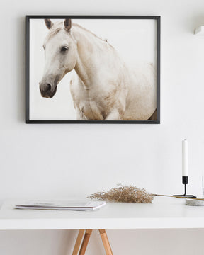 White Horse Photo