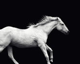 White Horse Run