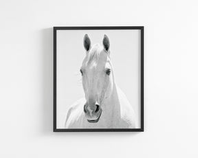 White Horse Portrait