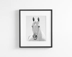 White Horse Portrait