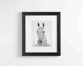White Horse Portrait