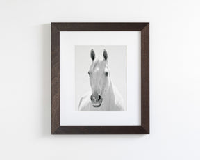 White Horse Portrait