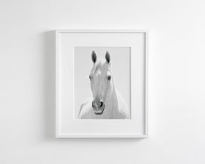 White Horse Portrait