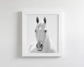 White Horse Portrait