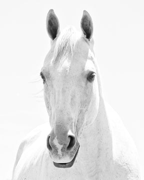 White Horse Portrait