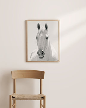 White Horse Portrait