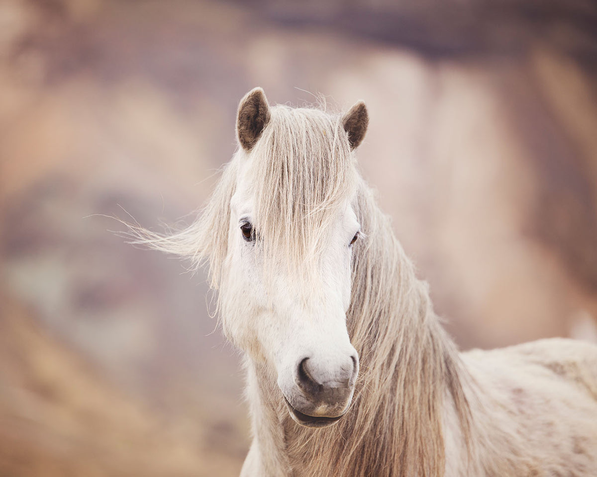 Icelandic White Horse